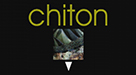 Chiton